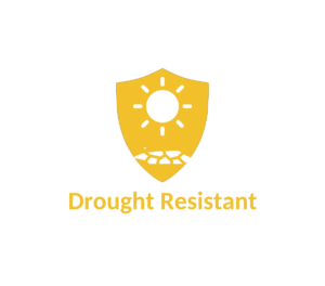 Drought resistant