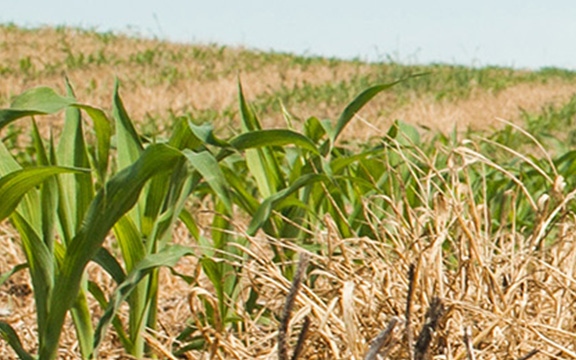 Conservation tillage
