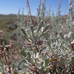 Big Basin Sage