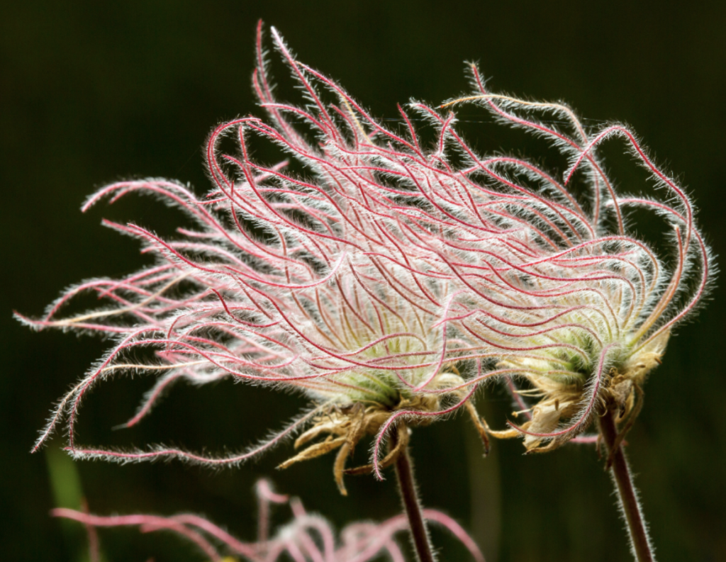 Prairie Smoke