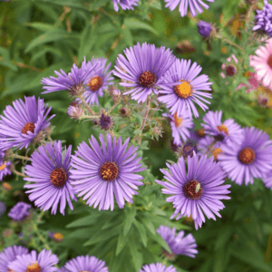 Purple flowers