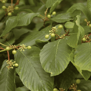 Close-up of leafy branches of a buckthorn bush. The oblong, dark green leaves have pronounced veins, and small green berries and flower buds are visible among the foliage. Red stems add contrast to the predominantly green scene.