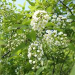 Close-up of a cluster of white flowers with yellow centers hanging from a leafy green branch. The background features additional green foliage and a clear blue sky, suggesting a bright, sunny day.