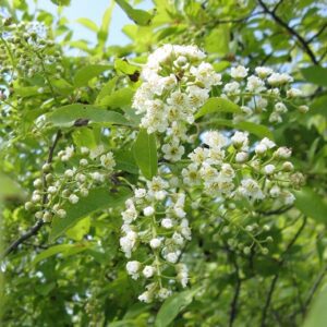 Close-up of a cluster of white flowers with yellow centers hanging from a leafy green branch. The background features additional green foliage and a clear blue sky, suggesting a bright, sunny day.