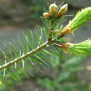 Close-up of a branch from a conifer tree, showcasing vibrant green needles and emerging buds. The backdrop is blurred, bringing attention to the delicate details of the branch and needles.