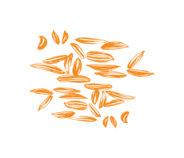 A group of orange, hand-drawn sunflower seeds scattered on a black background. The seeds vary in size and orientation, with some featuring detailed line textures.