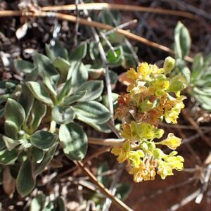 A close-up image of a small green plant growing in dry, rocky soil. The plant has broad, slightly fuzzy leaves and a cluster of small, yellow-green flowers. Pine needles and other dried plant material are scattered around the base of the plant.