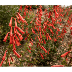 Firecracker Penstemon