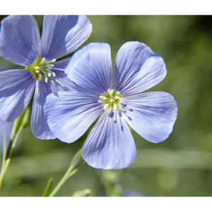 Blue Flax