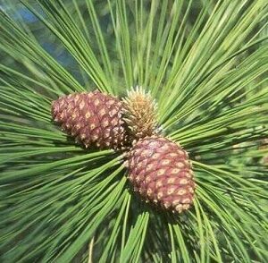 Pine Cones and Pine Needles