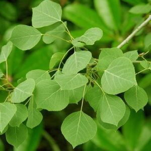 Leaves on a branch