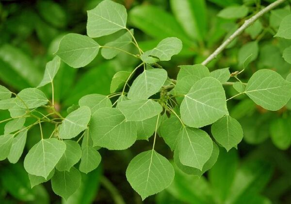 Leaves on a branch