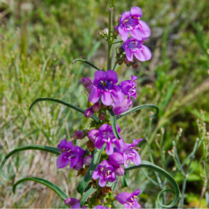 Purple Flower