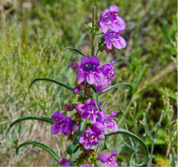 Purple Flower