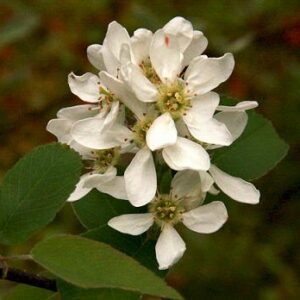 White flower of serviceberry