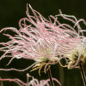 Prairie smoke