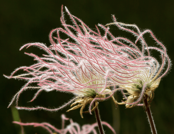 Prairie smoke