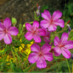 Pink Flowers