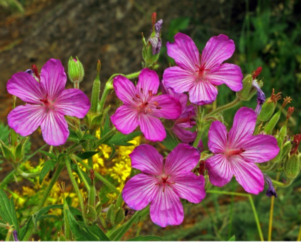 Pink Flowers