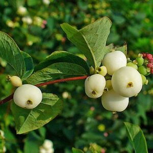 White berries in front of green leaves