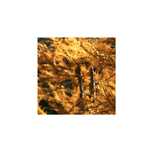 A close-up of tree branches covered in golden-yellow foliage, radiating the warm hues of autumn. The background is slightly blurred, enhancing the vibrant colors of the leaves and creating a sense of depth. Sunlight filters through the branches, adding a warm glow.