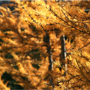 A close-up of tree branches covered in golden-yellow foliage, radiating the warm hues of autumn. The background is slightly blurred, enhancing the vibrant colors of the leaves and creating a sense of depth. Sunlight filters through the branches, adding a warm glow.