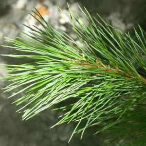 Close-up of a pine branch with long, slender green needles fanning out against a blurred grey background. The needles have a fresh, vibrant appearance, and the light highlights their texture and detail.