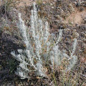 Photograph of Artemisia frigida, commonly known as fringed sagebrush, growing in a dry, rocky terrain. The plant has thin, silvery-green leaves and is surrounded by sparse patches of grass and soil.