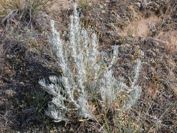 Photograph of Artemisia frigida, commonly known as fringed sagebrush, growing in a dry, rocky terrain. The plant has thin, silvery-green leaves and is surrounded by sparse patches of grass and soil.