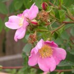 Pink Rose Flowers