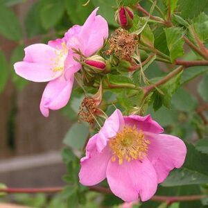 Pink Rose Flowers