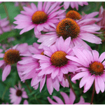 Close-up of several vibrant pink coneflowers with orange-brown centers, surrounded by lush green leaves. Dewdrops are visible on some petals, adding a fresh and lively touch to the scene.