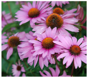 Close-up of several vibrant pink coneflowers with orange-brown centers, surrounded by lush green leaves. Dewdrops are visible on some petals, adding a fresh and lively touch to the scene.