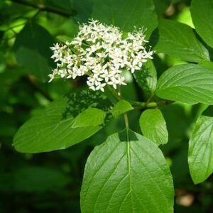 White flowers in front of green leaves