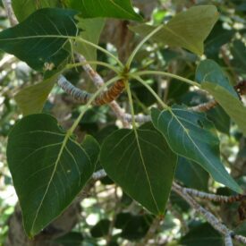Black Cottonwood Branch and Leaves
