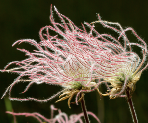 Prairie smoke