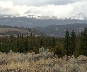 A scenic landscape with dense evergreen trees in the foreground and rolling hills in the mid-ground. The distant mountains in the background are partially covered with snow under a cloudy sky. The scene appears serene and undisturbed.